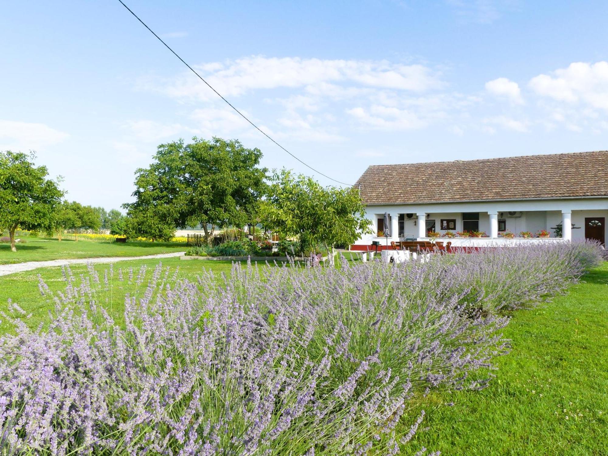 Tisza White House Bed and Breakfast Tiszaszolos Εξωτερικό φωτογραφία
