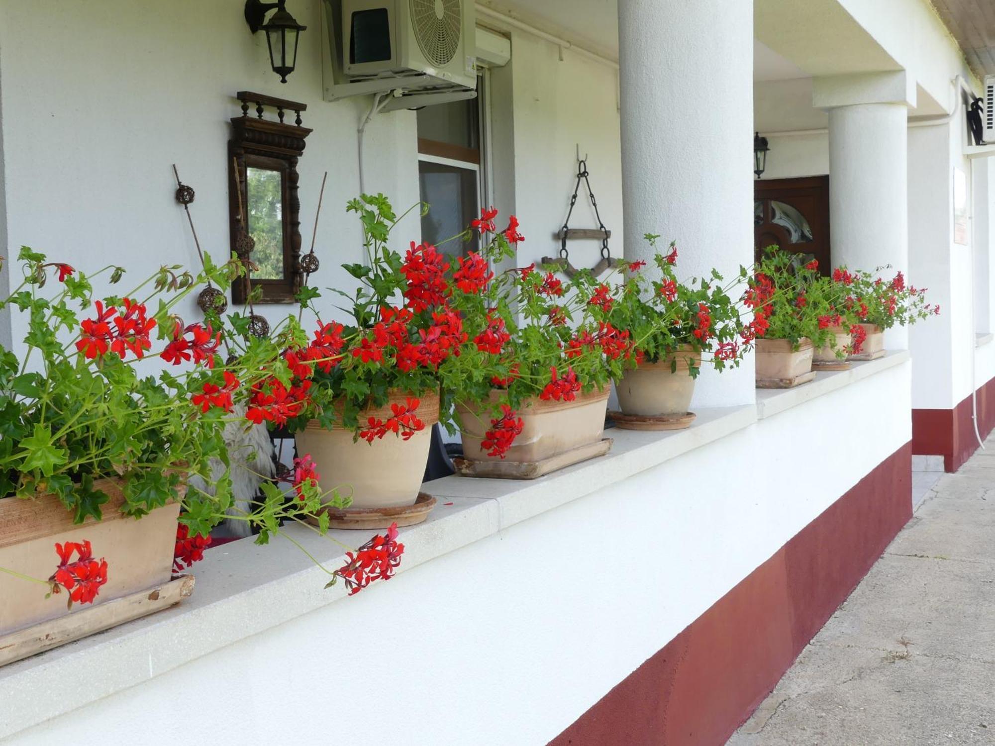 Tisza White House Bed and Breakfast Tiszaszolos Εξωτερικό φωτογραφία